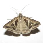 Triangles (Trigonodes hyppasia), Wallaga Lake NSW © Deb Taylor