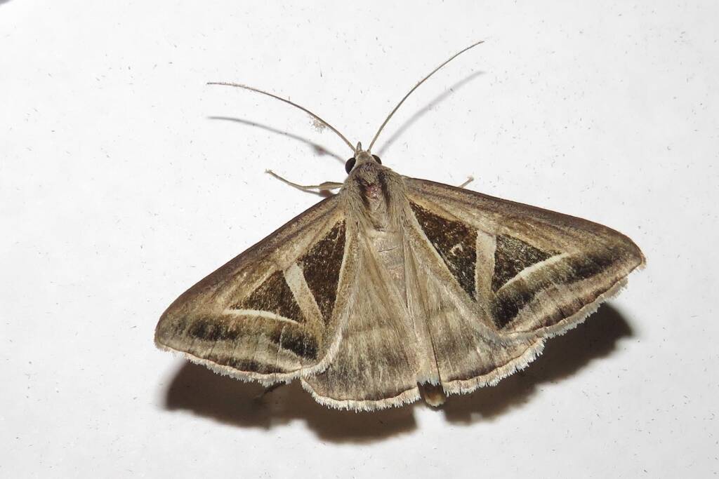 Triangles (Trigonodes hyppasia), Wallaga Lake NSW © Deb Taylor