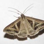 Triangles (Trigonodes hyppasia), Wallaga Lake NSW © Deb Taylor