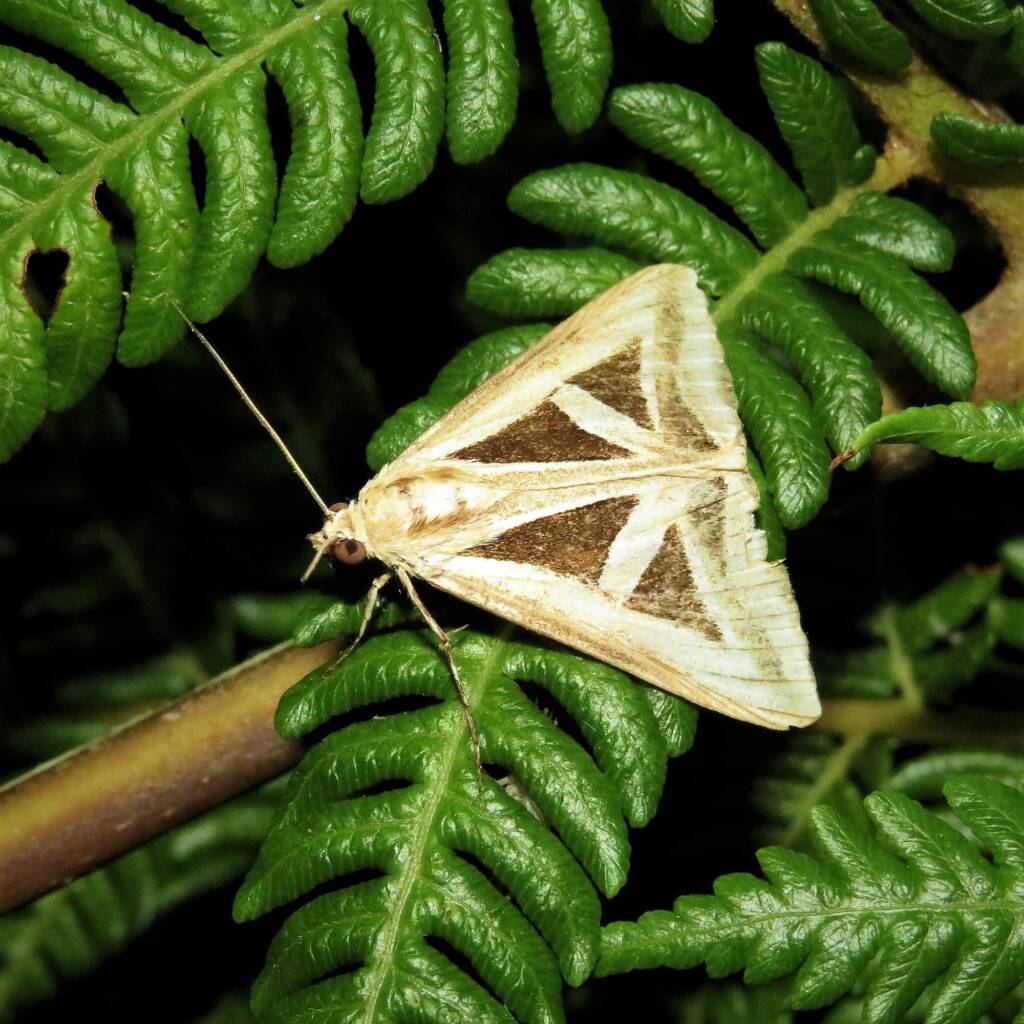 Triangles (Trigonodes hyppasia), Wallaga Lake NSW © Deb Taylor