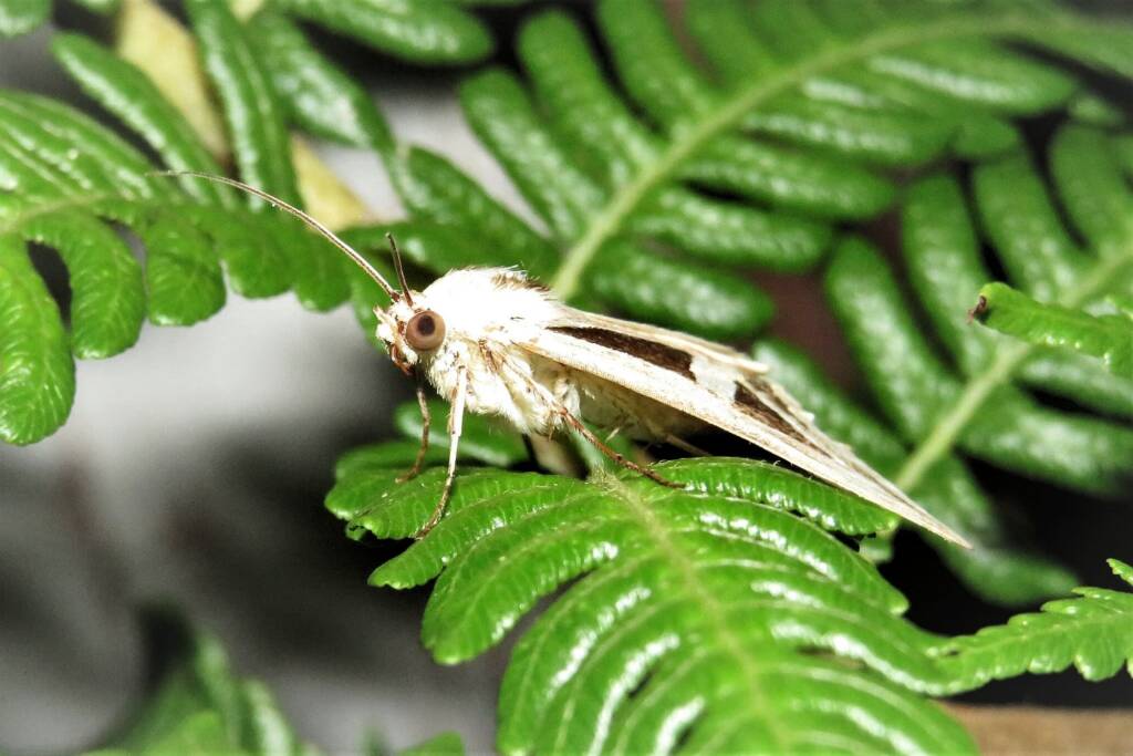 Triangles (Trigonodes hyppasia), Wallaga Lake NSW © Deb Taylor