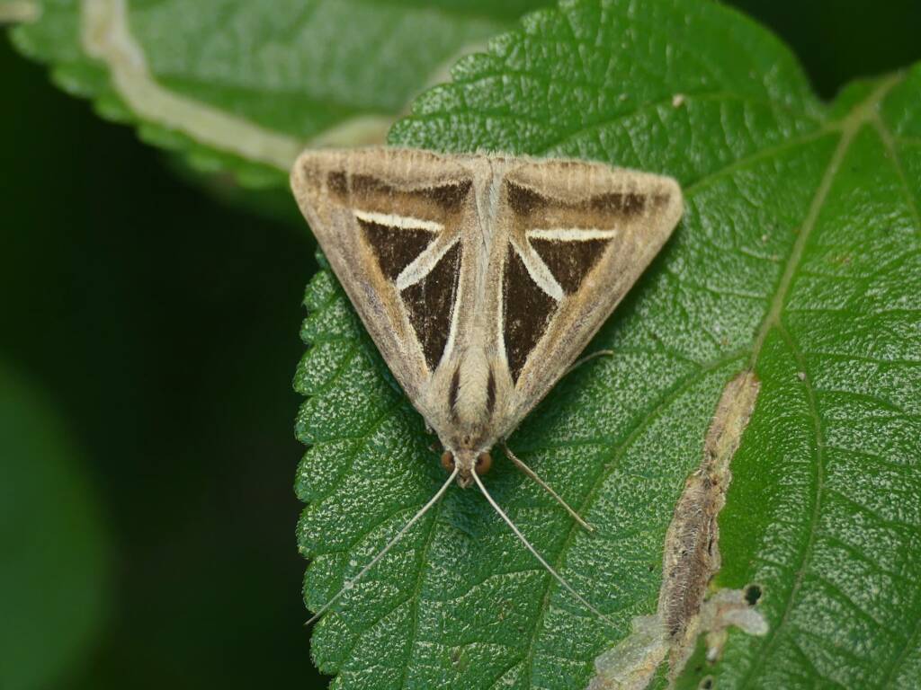 Triangles (Trigonodes hyppasia), Brisbane QLD © Stefan Jones