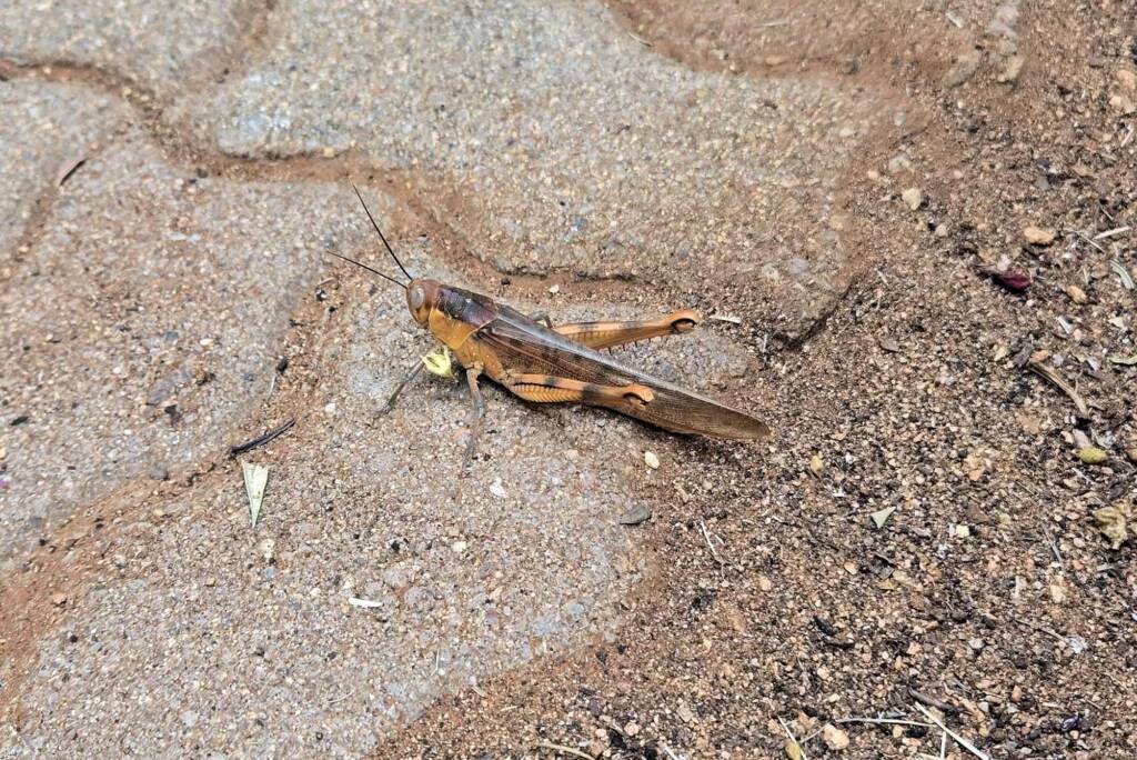 Valanga irregularis (Giant Grasshopper), Alice Springs NT © Bev Rogers