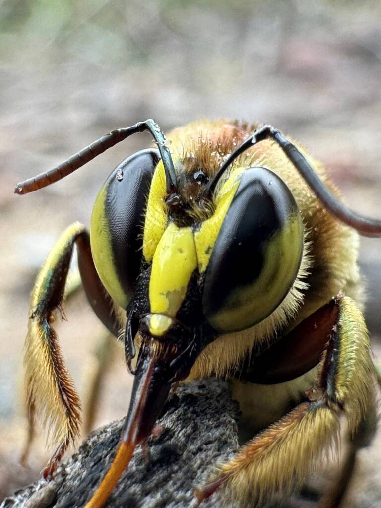 Xylocopa aerata (Green Carpenter Bee - male), Ku-Ring-Gai Chase NP, Sydney NSW © Kimba Dingo