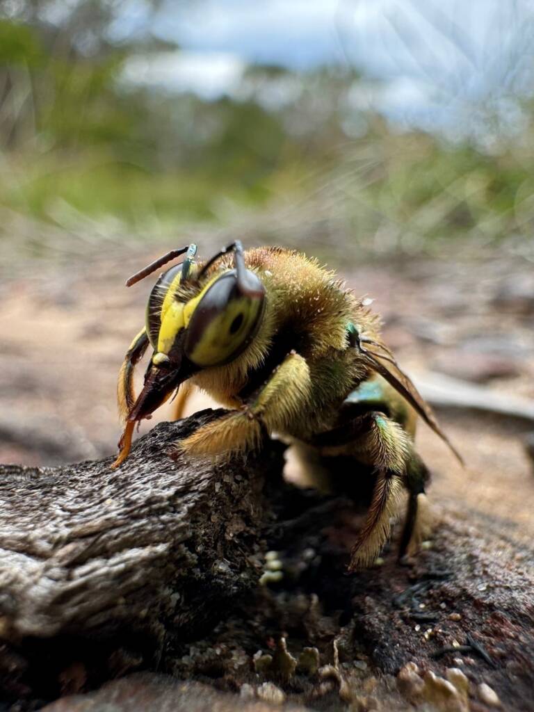 Xylocopa aerata (Green Carpenter Bee - male), Ku-Ring-Gai Chase NP, Sydney NSW © Kimba Dingo