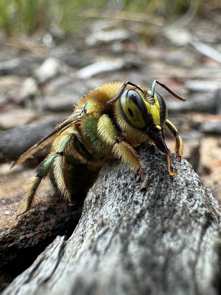 Xylocopa aerata (Green Carpenter Bee - male), Ku-Ring-Gai Chase NP, Sydney NSW © Kimba Dingo