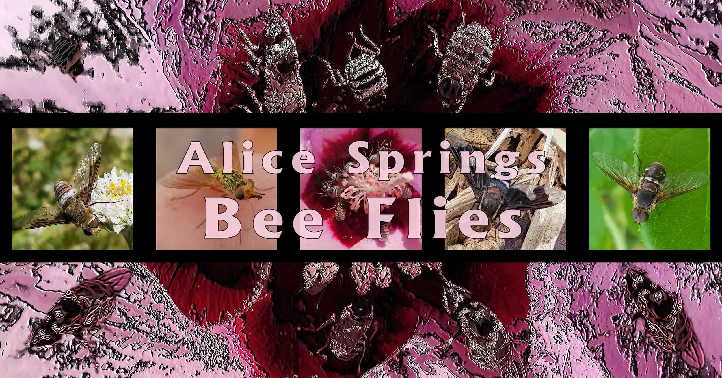 Alice Springs Bee Flies - Ausemade filmstrip