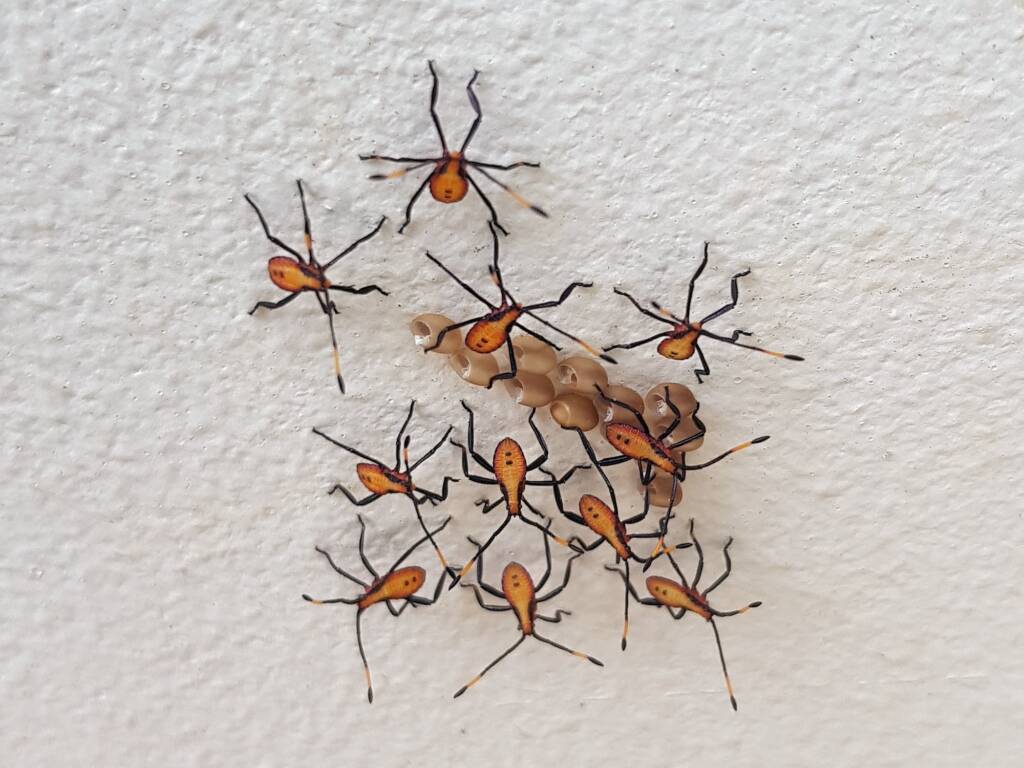 Amorbus genus (Amorbini tribe), Alice Springs NT