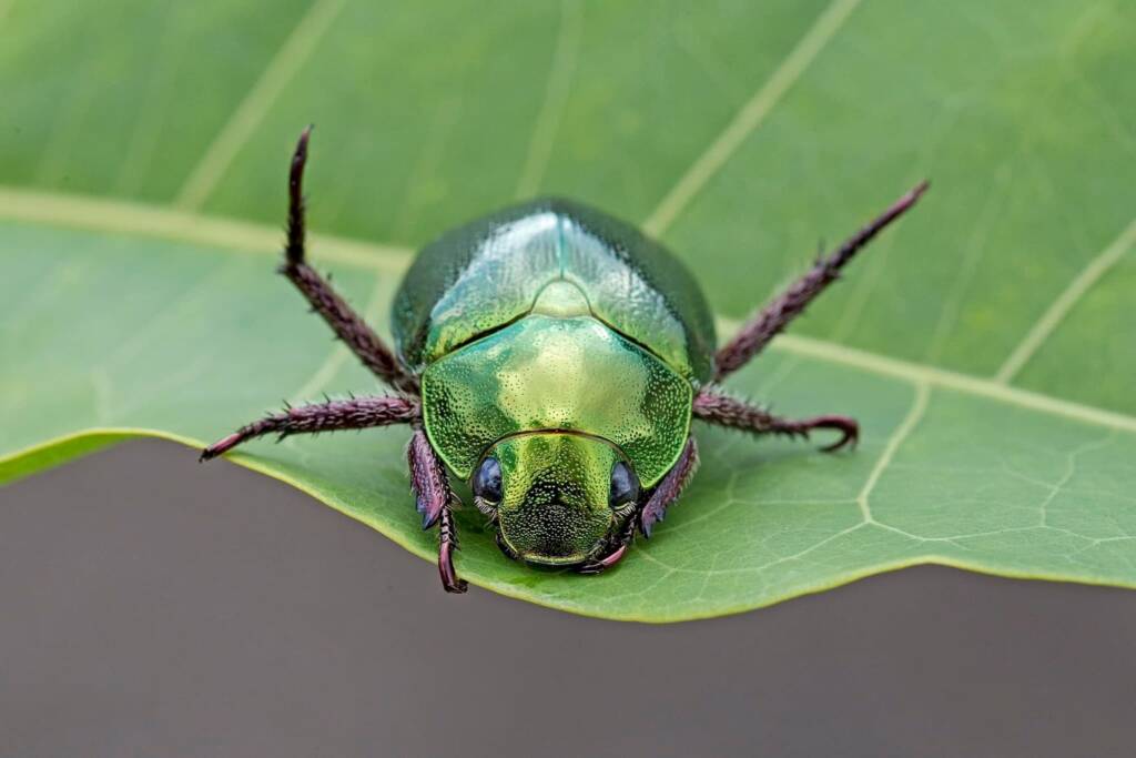 Anoplognathus aeneus, QLD © Hongming Kan