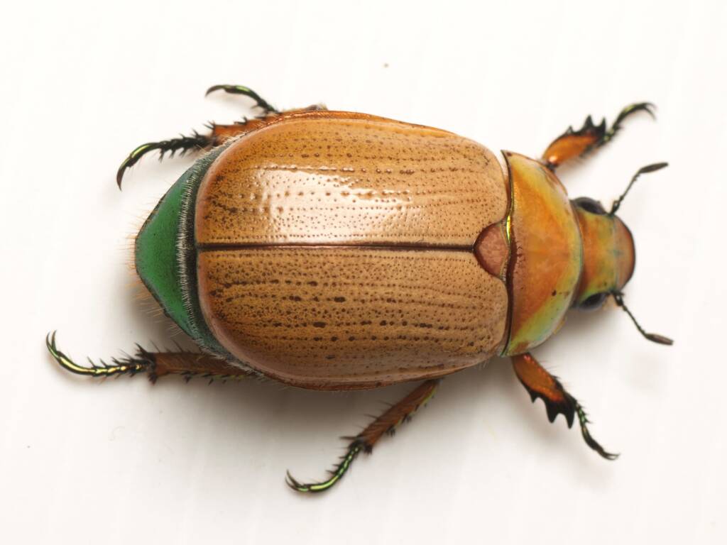 Christmas Beetle / Emerald Tip Beetle (Anoplognathus brunnipennis), Canberra Central ACT © Tony Eales