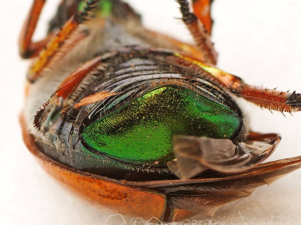 Christmas Beetle / Emerald Tip Beetle (Anoplognathus brunnipennis), Acton ACT © Tony Eales