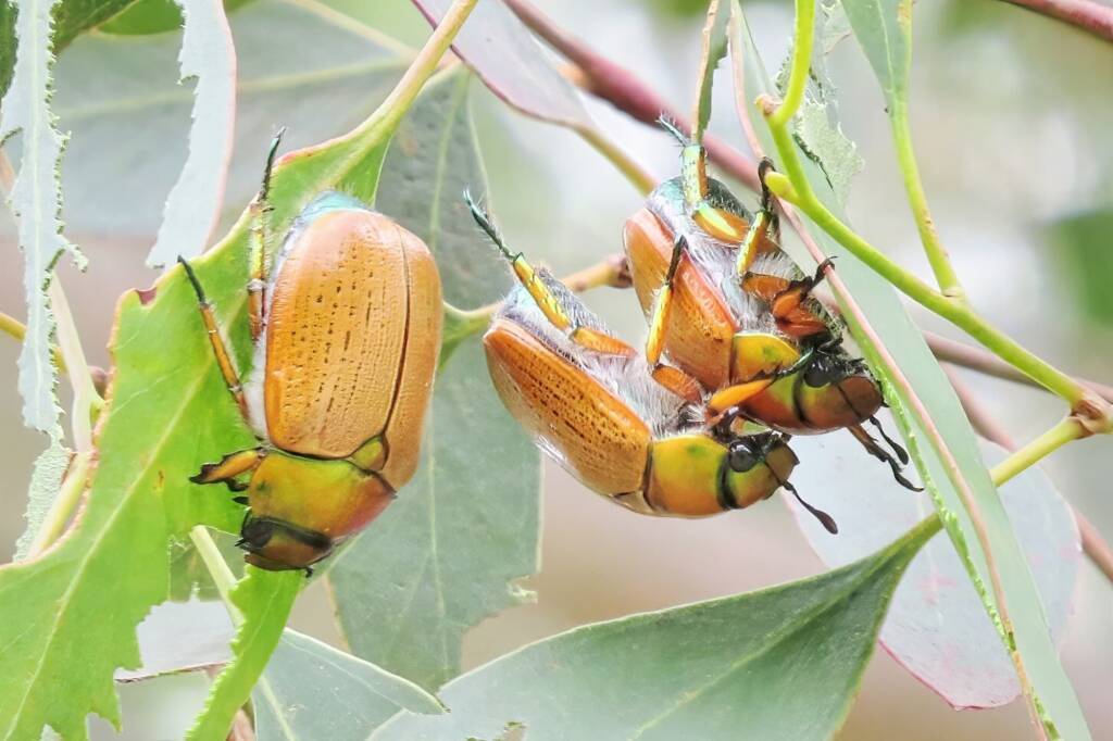 Anoplognathus brunnipennis (Emerald Tip Beetle), Wandella NSW © Deb Taylor