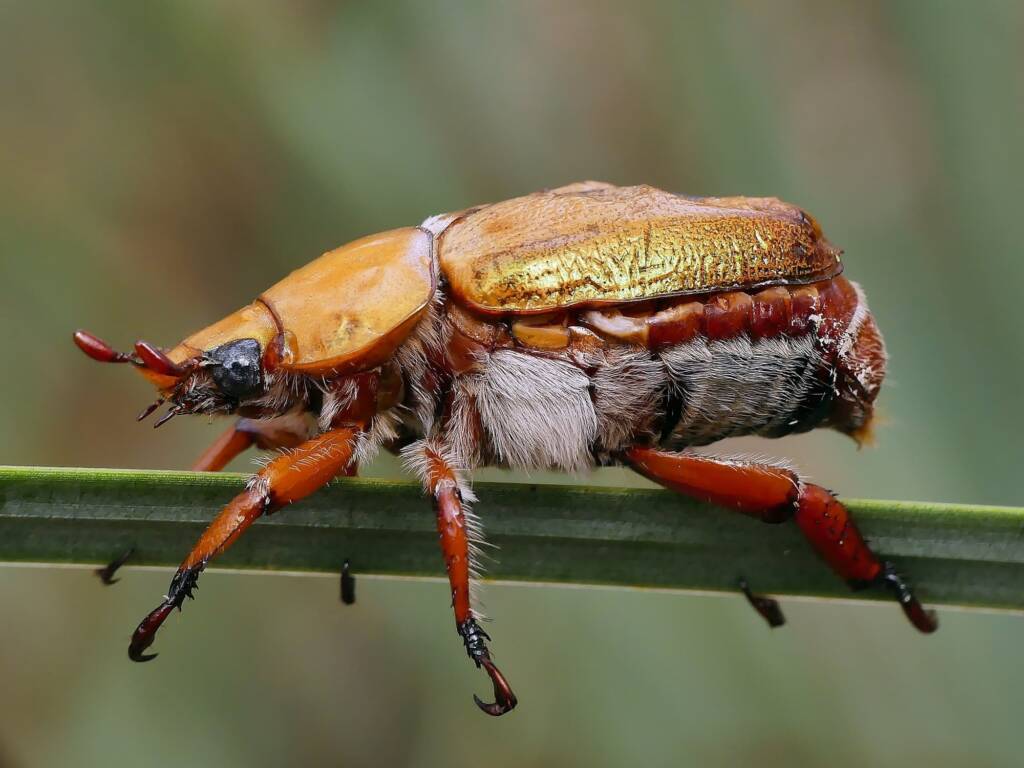 Duck Billed Beetle (Anoplognathus montanus), Belair SA © Marianne Broug