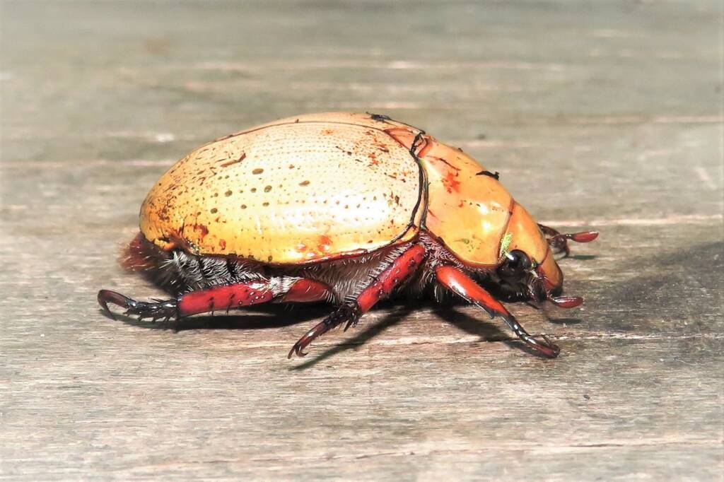 Anoplognathus olivieri (Christmas Beetle), Bega Valley NSW © Deb Taylor