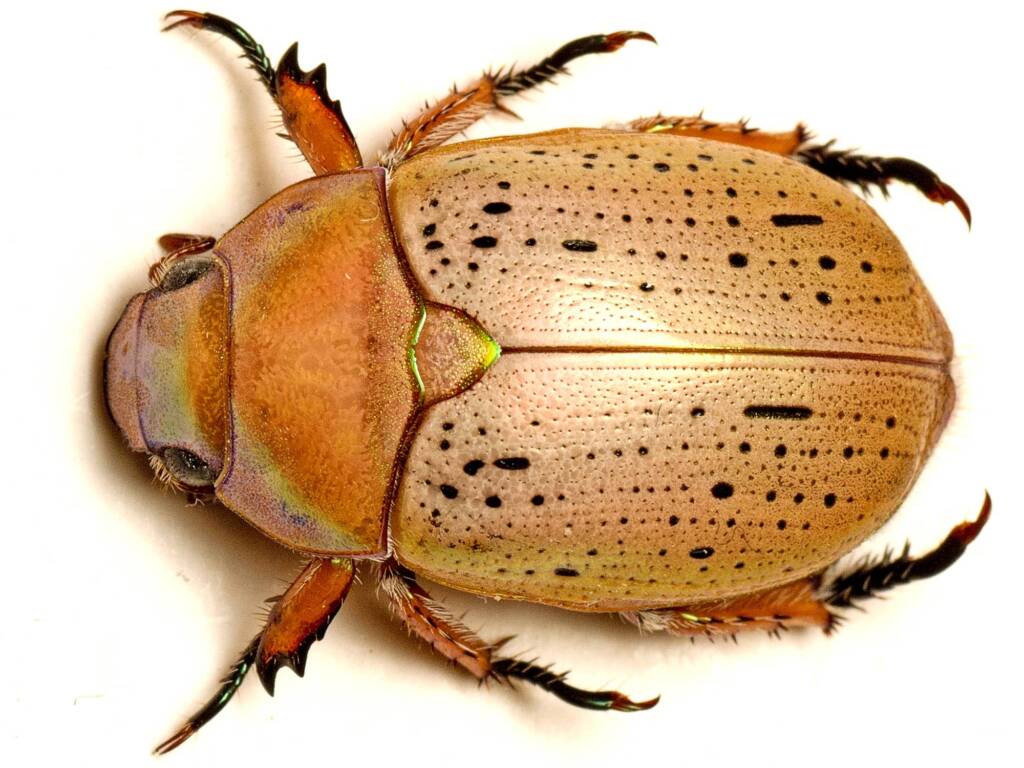 Anoplognathus porosus (Washerwoman), Murrumba Downs QLD © Tony Eales