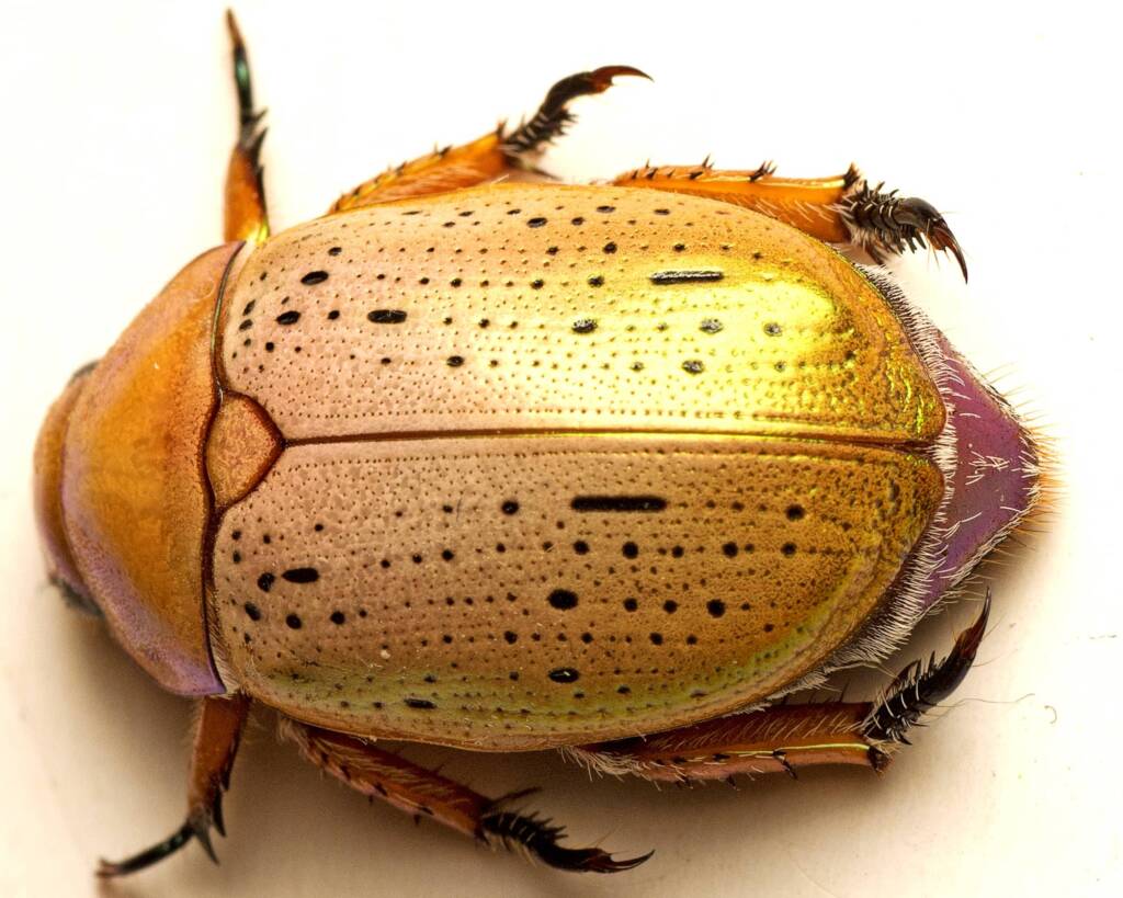 Anoplognathus porosus (Washerwoman), Murrumba Downs QLD © Tony Eales