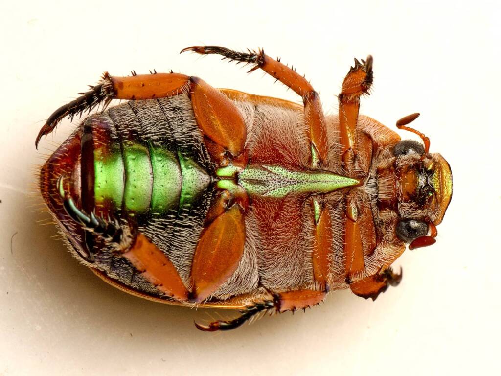 Anoplognathus porosus (Washerwoman), Murrumba Downs QLD © Tony Eales