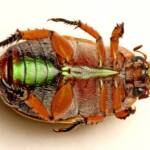 Anoplognathus porosus (Washerwoman), Murrumba Downs QLD © Tony Eales