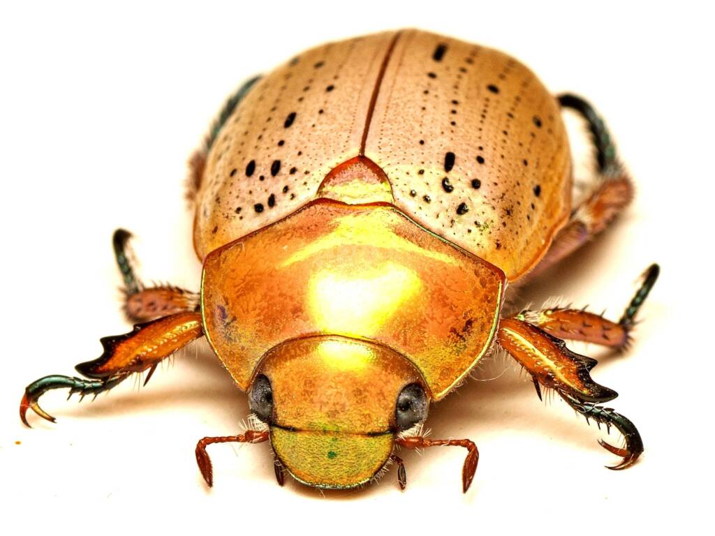 Anoplognathus porosus (Washerwoman), Murrumba Downs QLD © Tony Eales