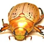 Anoplognathus porosus (Washerwoman), Murrumba Downs QLD © Tony Eales