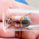 Anoplognathus porosus (Washerwoman), Murrumba Downs QLD © Tony Eales