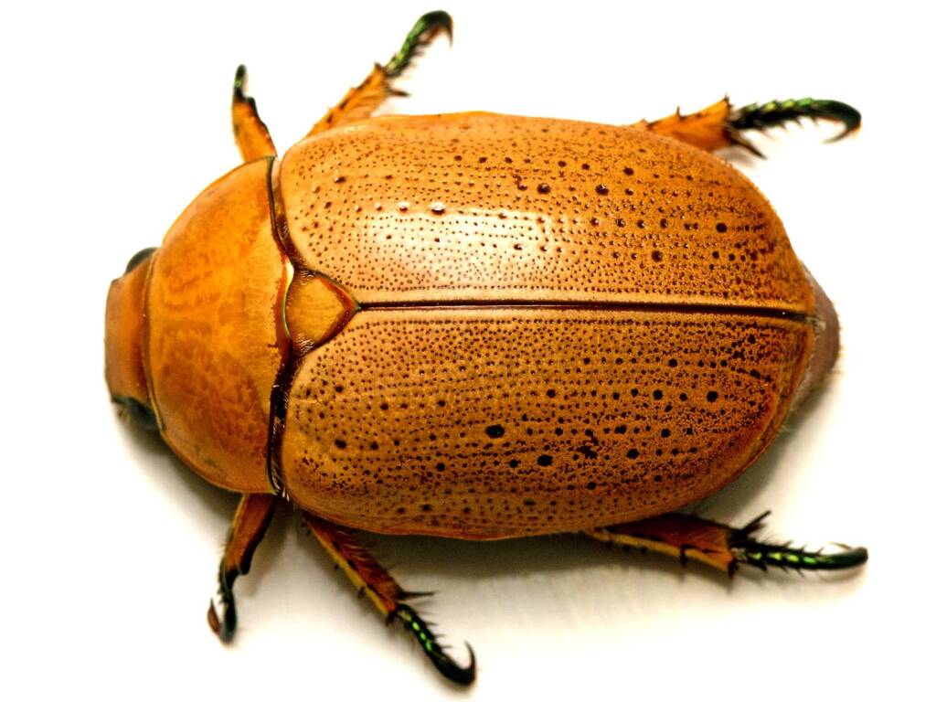 Anoplognathus porosus (Washerwoman), Watson ACT © Tony Eales