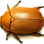 Anoplognathus porosus (Washerwoman), Watson ACT © Tony Eales