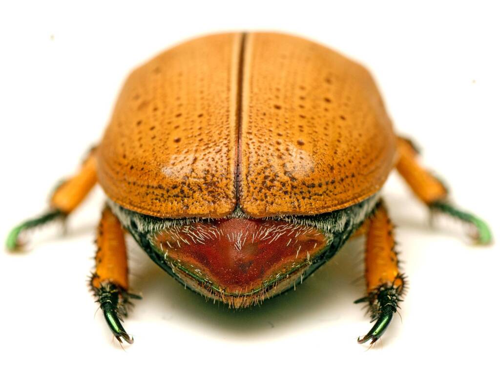 Anoplognathus porosus (Washerwoman), Watson ACT © Tony Eales