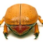 Anoplognathus porosus (Washerwoman), Watson ACT © Tony Eales