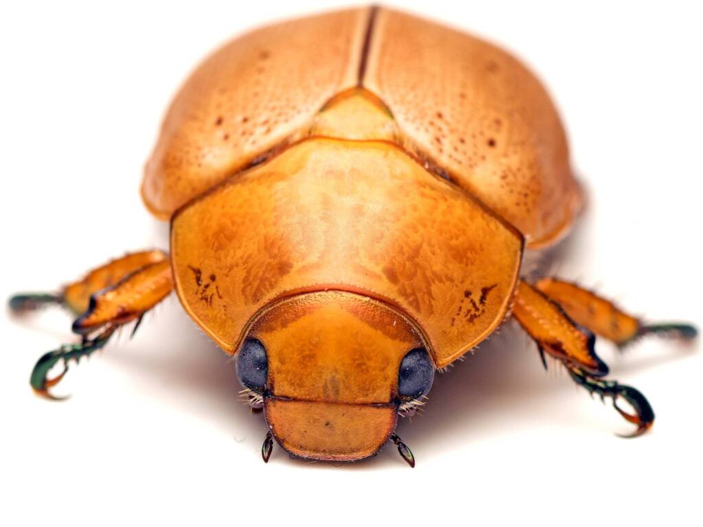 Anoplognathus porosus (Washerwoman), Watson ACT © Tony Eales