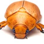 Anoplognathus porosus (Washerwoman), Watson ACT © Tony Eales