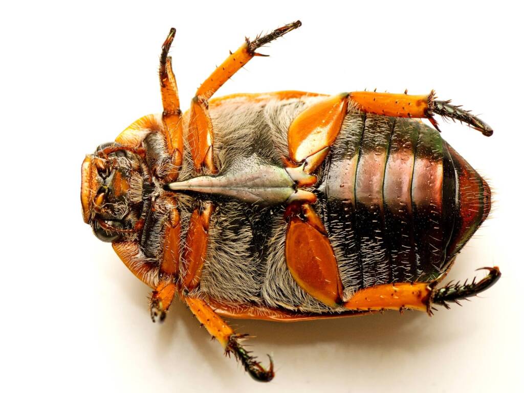 Anoplognathus porosus (Washerwoman), Watson ACT © Tony Eales