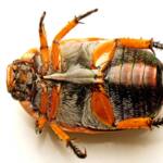 Anoplognathus porosus (Washerwoman), Watson ACT © Tony Eales