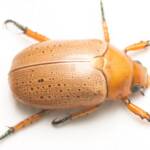 Anoplognathus porosus (Washerwoman), Canberra Central ACT © Tony Eales
