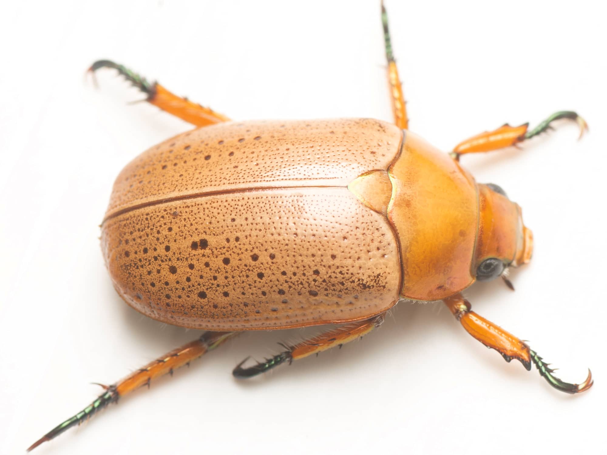 Anoplognathus porosus (Washerwoman), Canberra Central ACT © Tony Eales