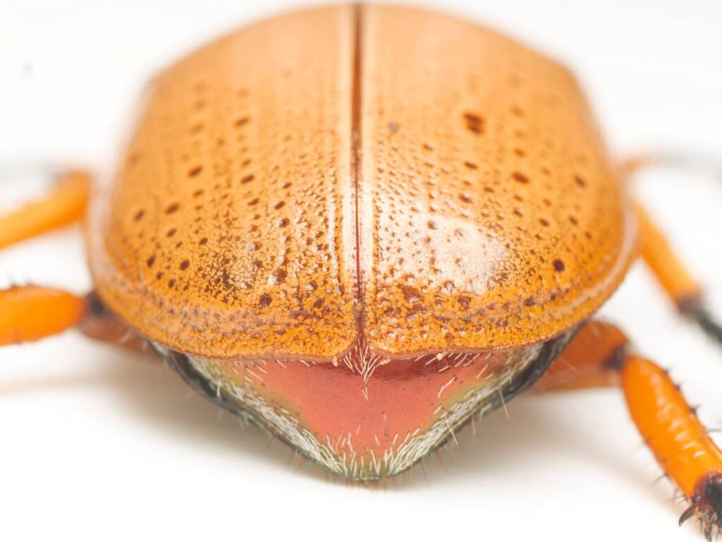 Anoplognathus porosus (Washerwoman), Canberra Central ACT © Tony Eales