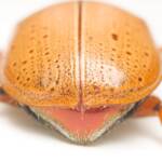 Anoplognathus porosus (Washerwoman), Canberra Central ACT © Tony Eales