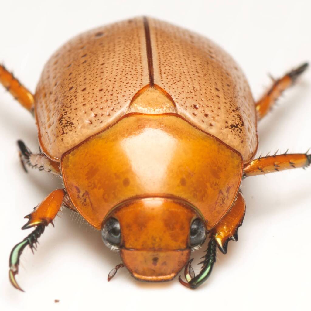 Anoplognathus porosus (Washerwoman), Canberra Central ACT © Tony Eales