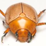 Anoplognathus porosus (Washerwoman), Canberra Central ACT © Tony Eales