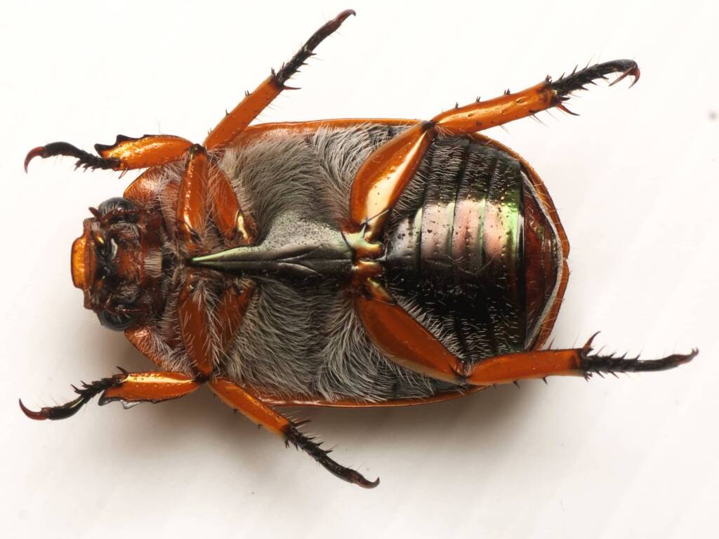 Anoplognathus porosus (Washerwoman), Canberra Central ACT © Tony Eales