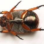 Anoplognathus porosus (Washerwoman), Canberra Central ACT © Tony Eales