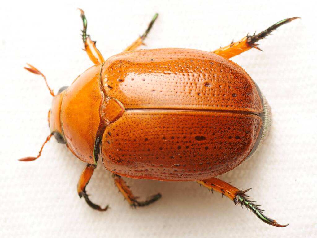 Anoplognathus porosus (Washerwoman), Canberra Central ACT © Tony Eales