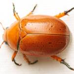 Anoplognathus porosus (Washerwoman), Canberra Central ACT © Tony Eales