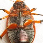 Anoplognathus porosus (Washerwoman), Canberra Central ACT © Tony Eales
