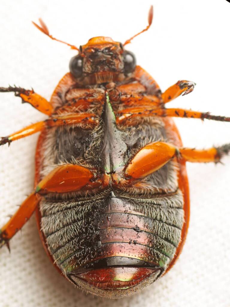 Anoplognathus porosus (Washerwoman), Canberra Central ACT © Tony Eales