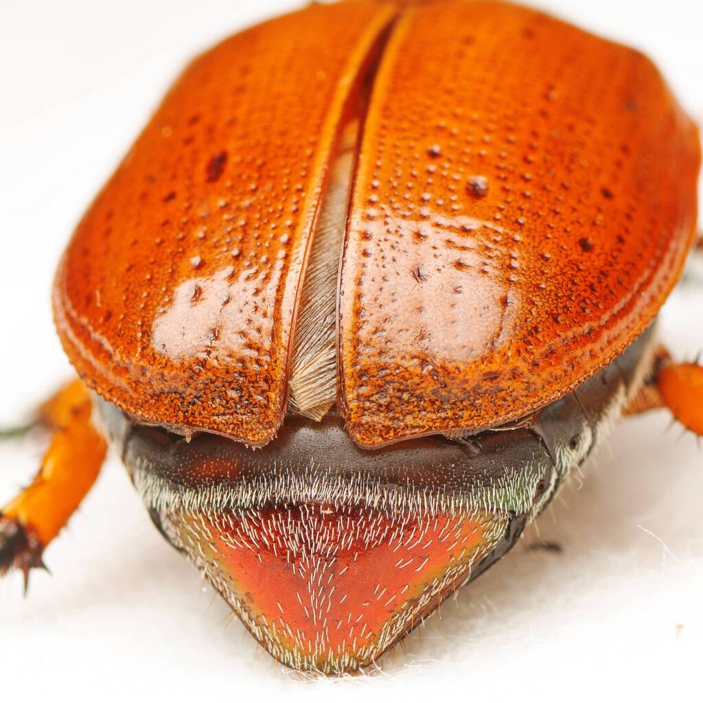 Anoplognathus porosus (Washerwoman), Canberra Central ACT © Tony Eales