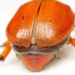 Anoplognathus porosus (Washerwoman), Canberra Central ACT © Tony Eales