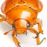 Anoplognathus porosus (Washerwoman), Canberra Central ACT © Tony Eales