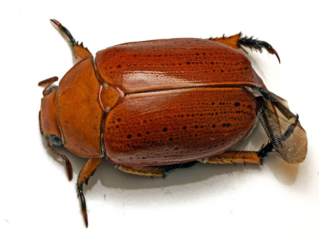 Anoplognathus porosus (Washerwoman), Watson ACT © Tony Eales