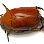 Anoplognathus porosus (Washerwoman), Watson ACT © Tony Eales
